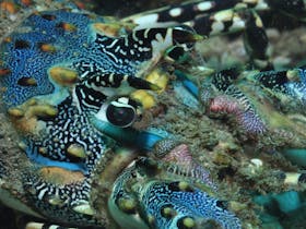 Burkitts Reef Dive Site