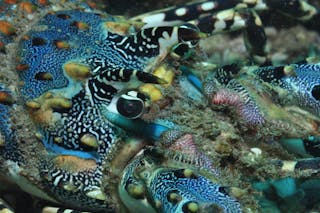 Burkitts Reef Dive Site