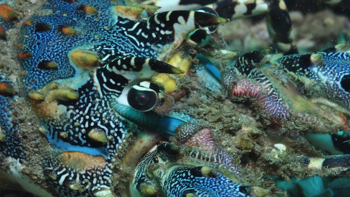 Burkitts Reef