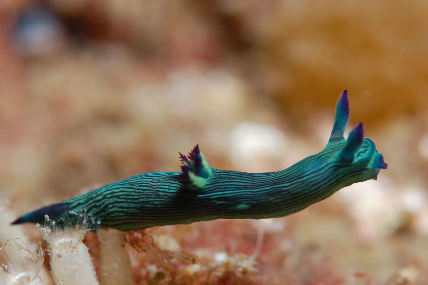 Jew Shoal