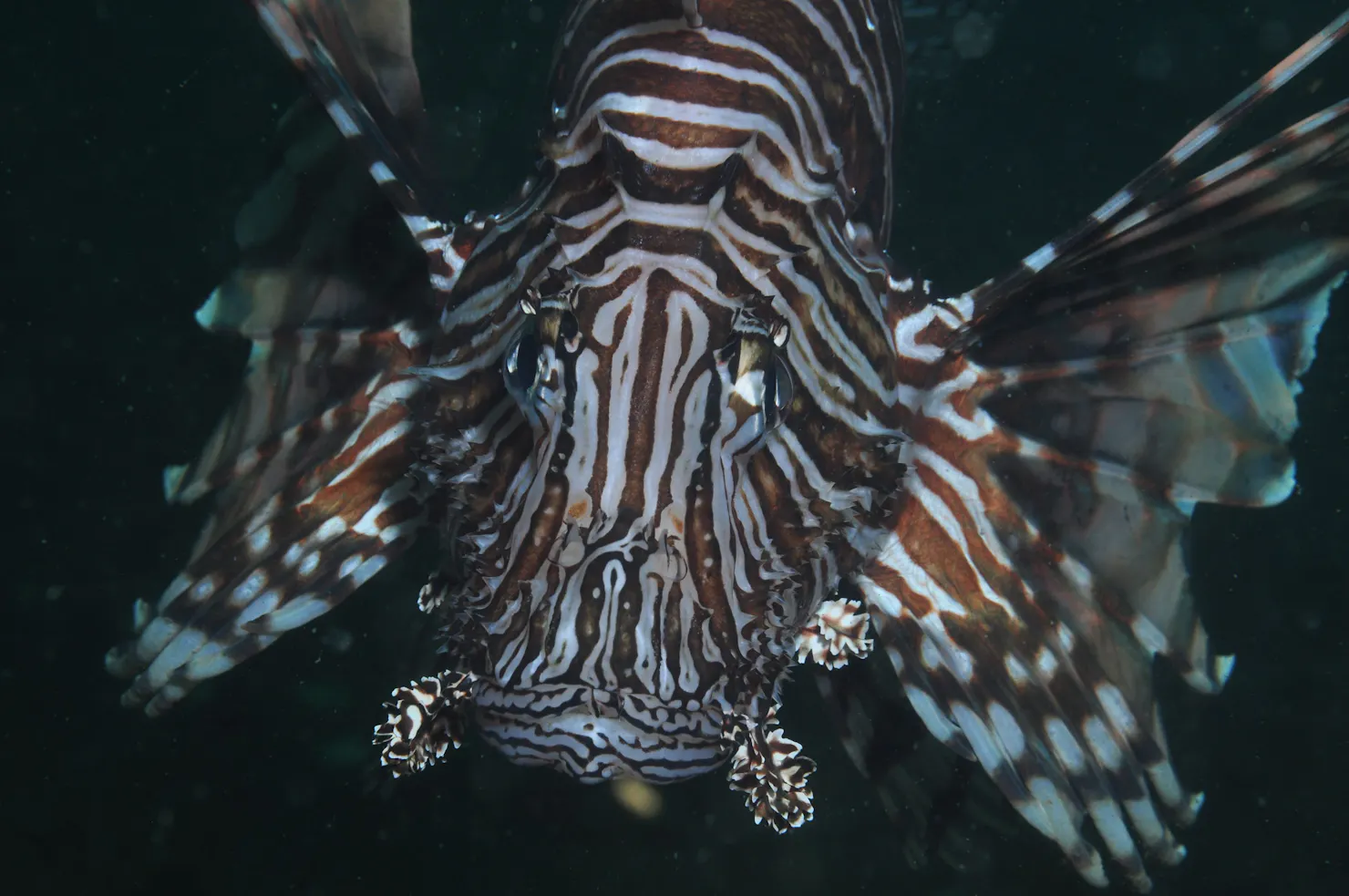 Jew Shoal