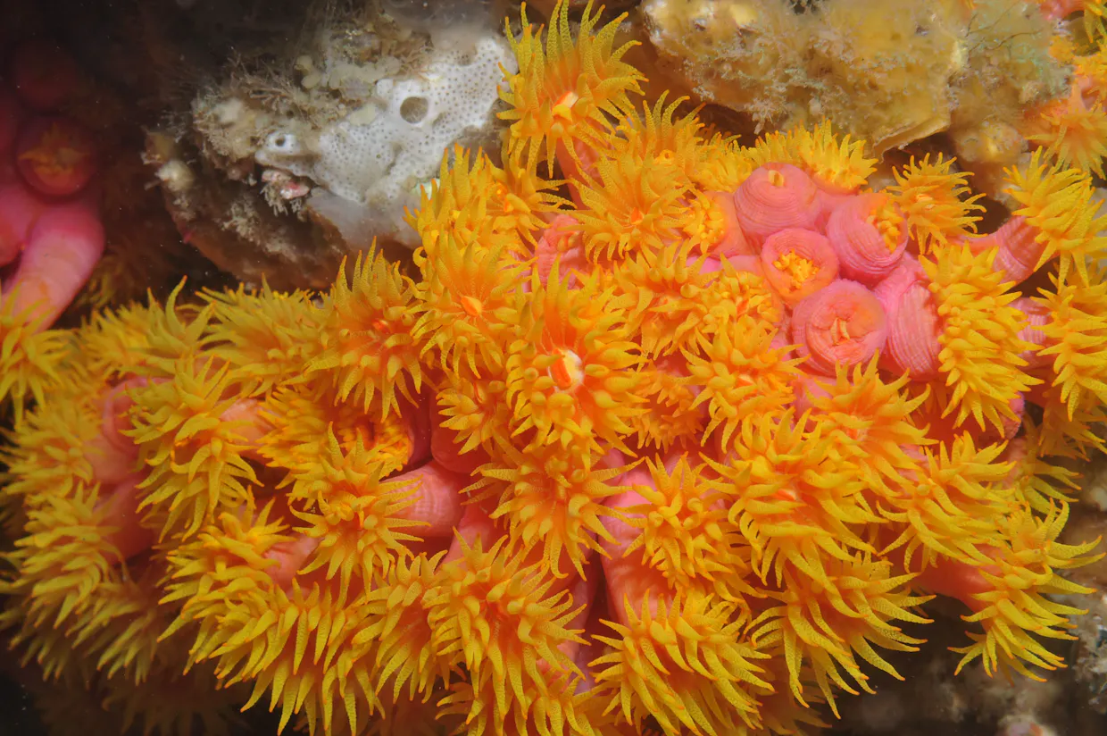 Jew Shoal Dive Site