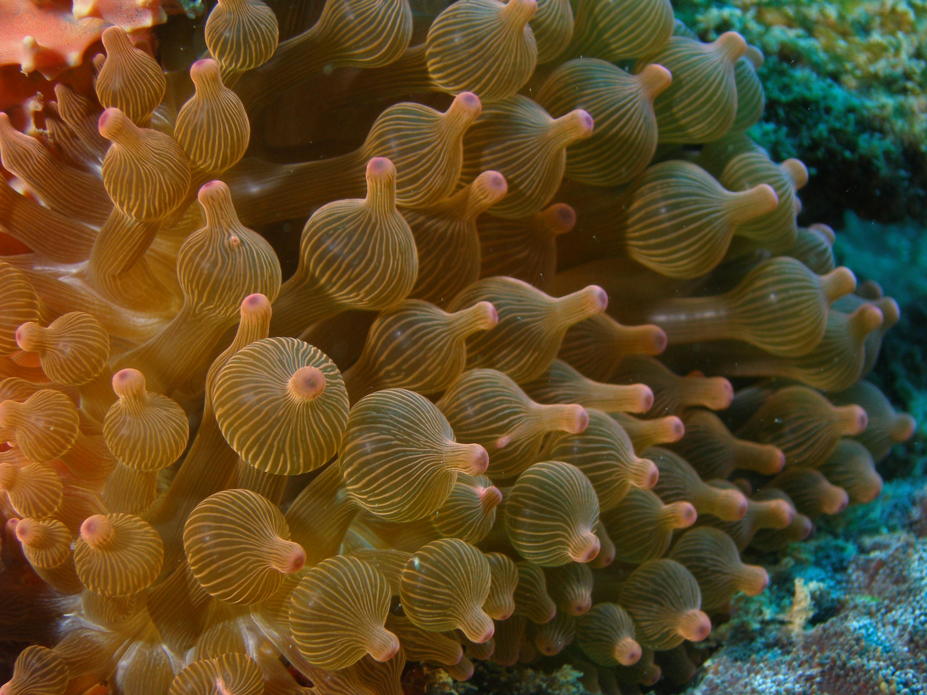 Coral Gardens Dive Site Mooloolaba