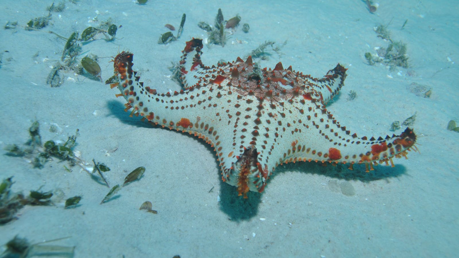 The Pines Dive Site