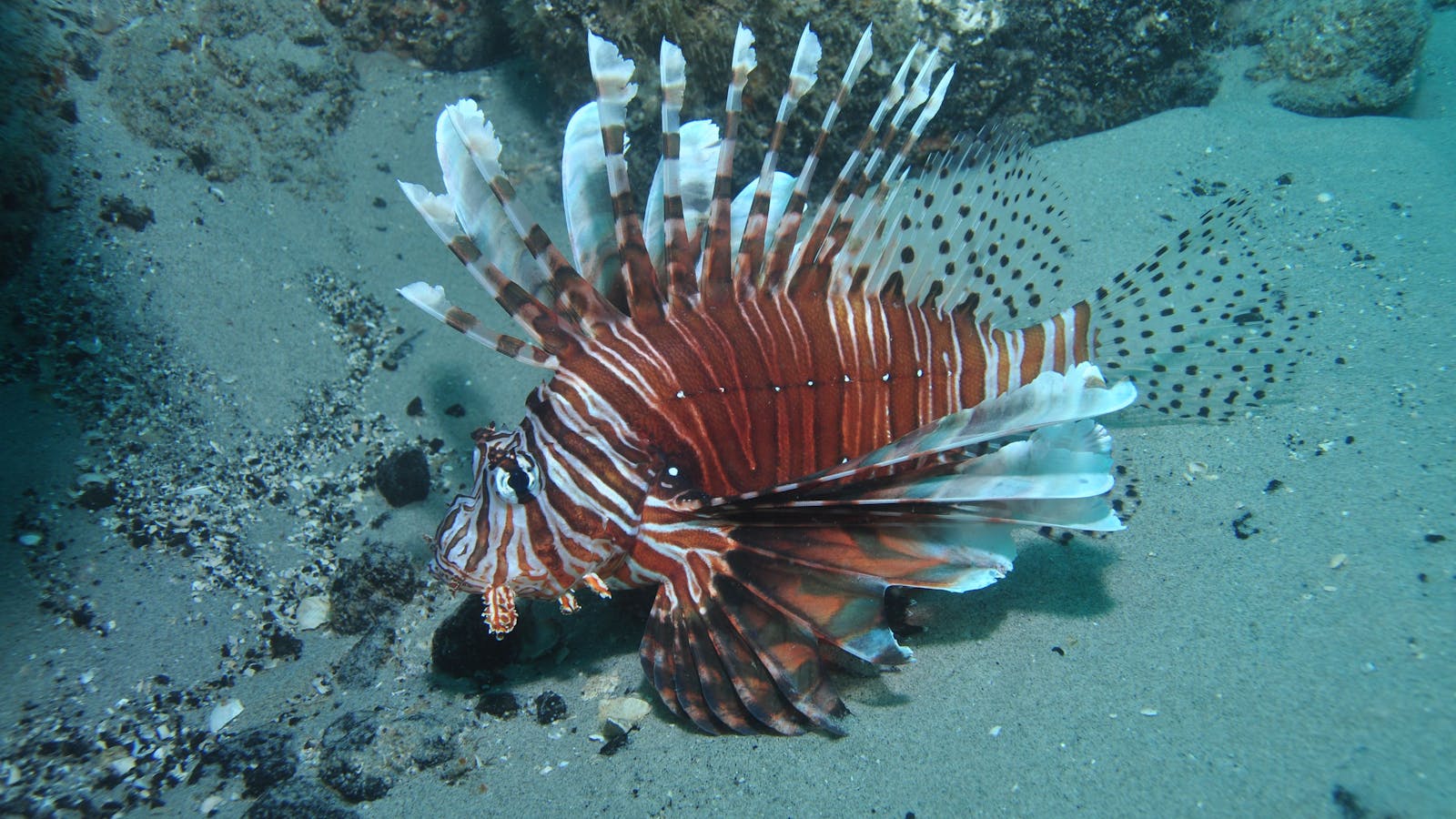 The Pines Dive Site
