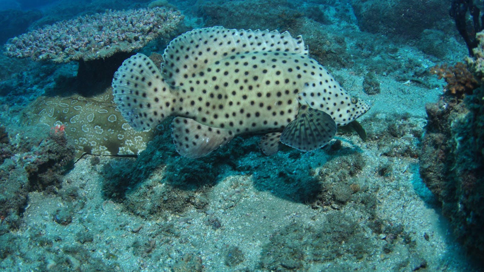 Shag Rock Dive Site