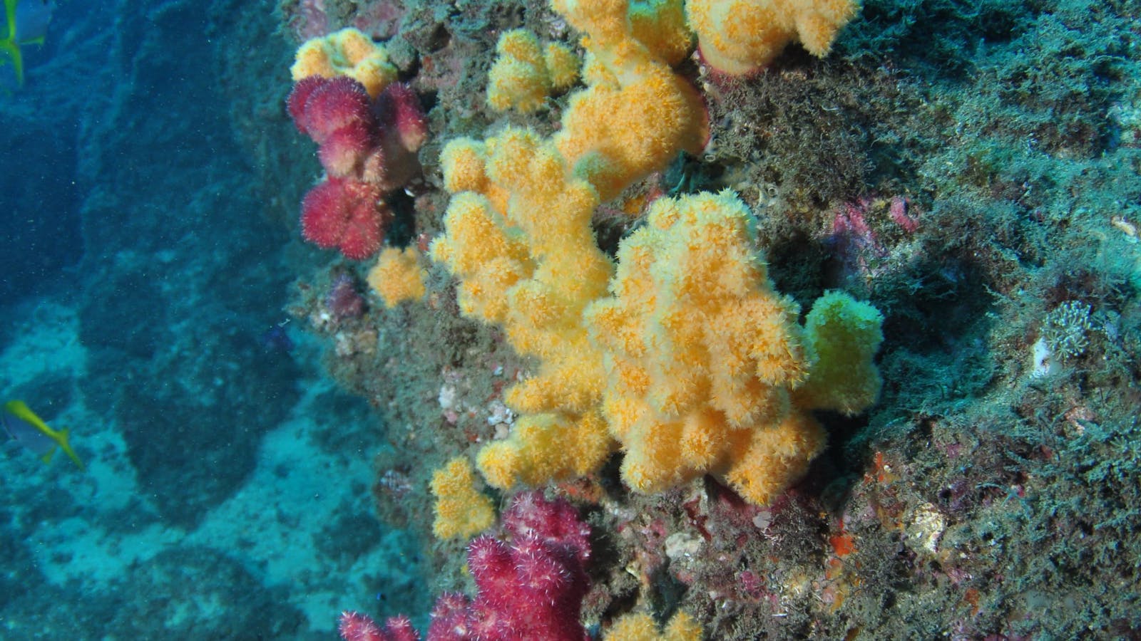Shag Rock Dive Site