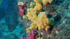 Shag Rock Dive Site