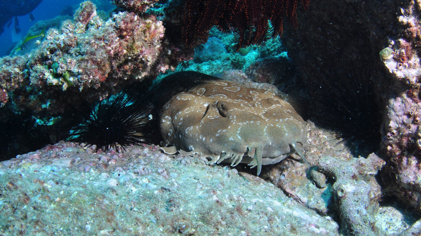 Shag Rock Dive Site