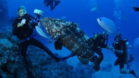 Castle Rock Dive Site