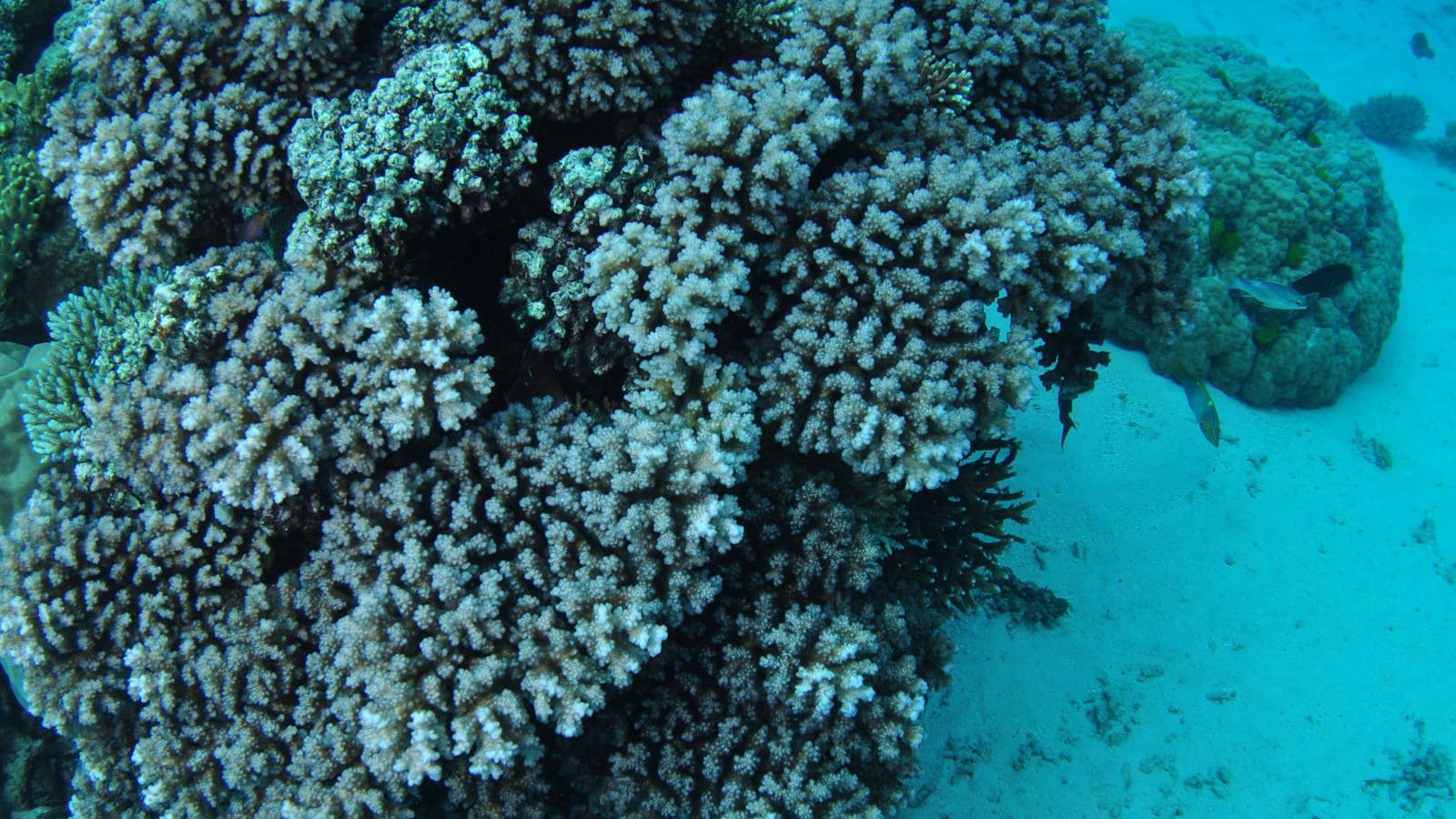 Castle Rock Dive Site