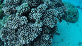 Castle Rock Dive Site