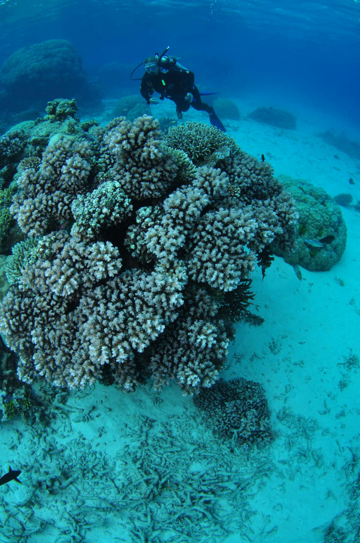 castle-rock-dive-site-cairns-great-barrier-reef