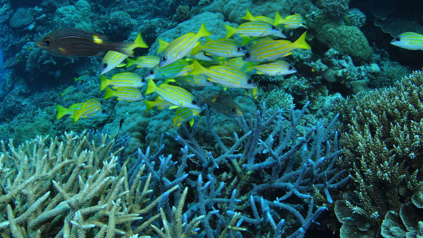 Castle Rock Dive Site