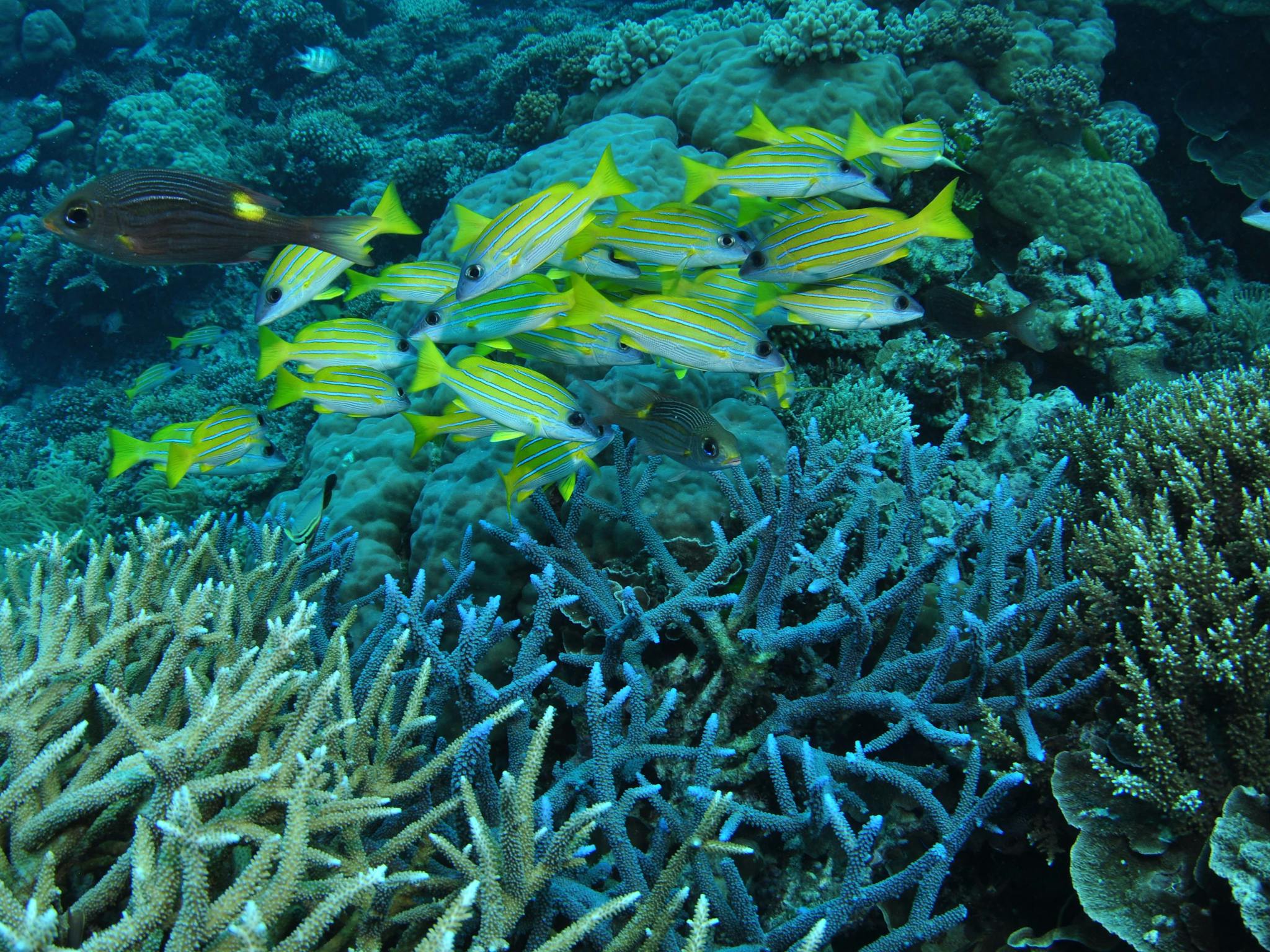 Castle Rock Dive Site