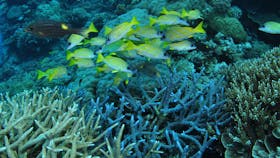 Castle Rock Dive Site