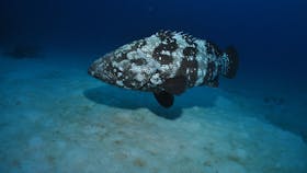 Castle Rock Dive Site