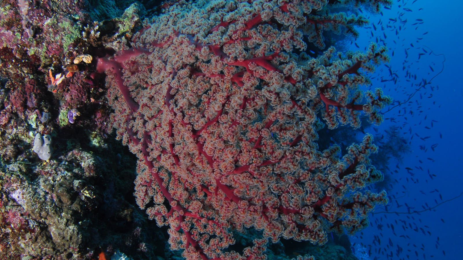 Nursery Bommie Dive Site