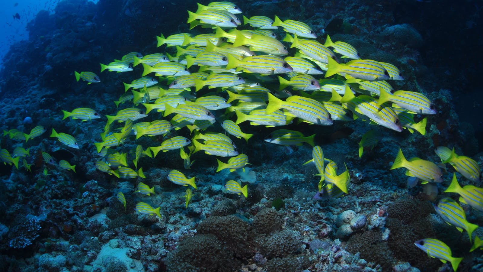 Nursery Bommie Dive Site