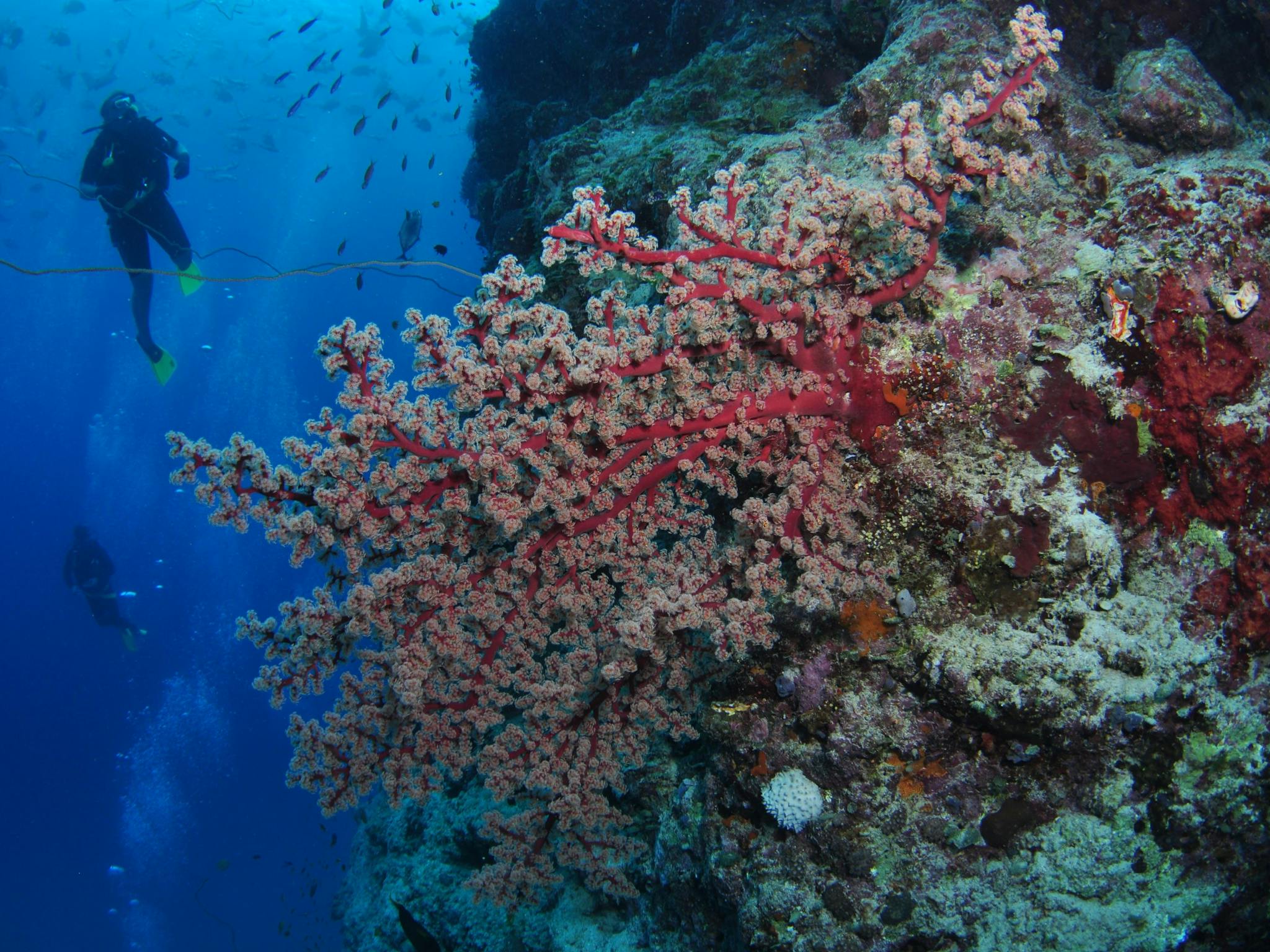 Nursery Bommie Dive Site