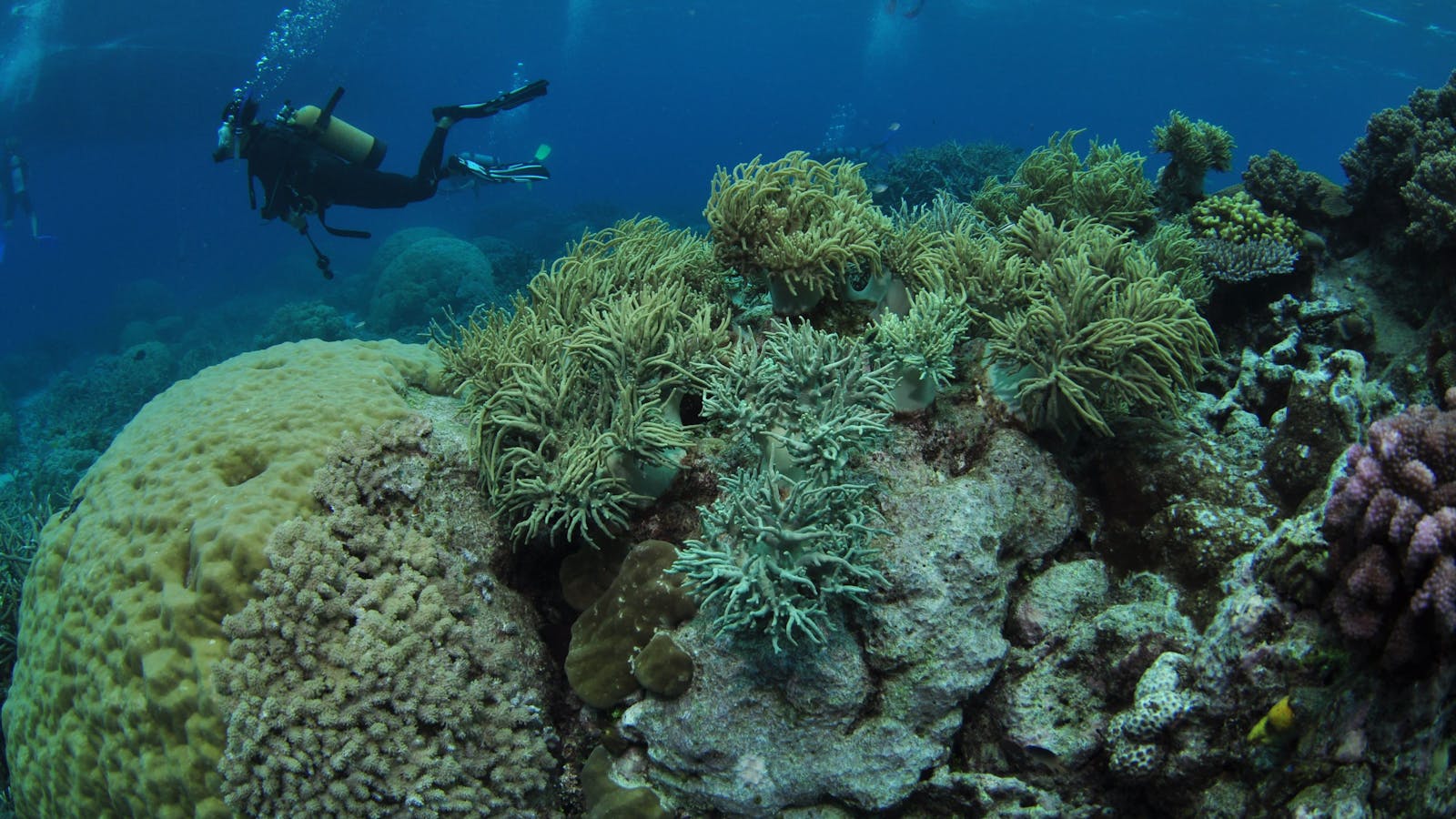 Nursery Bommie Dive Site