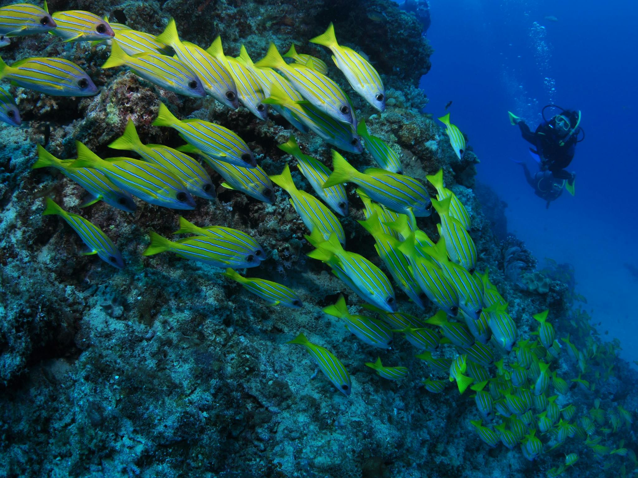Barracuda Bommie