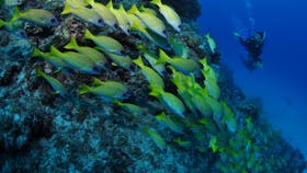 Barracuda Bommie Dive Site