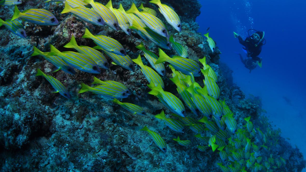 Barracuda Bommie