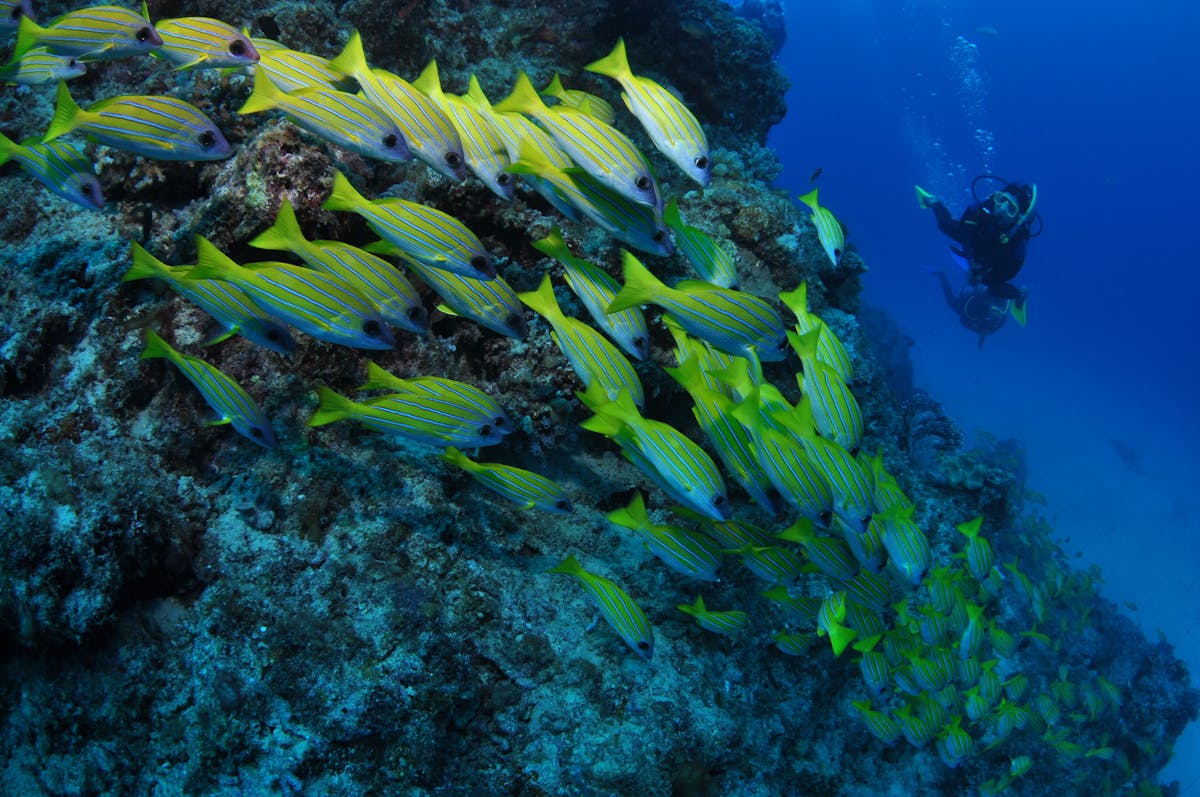 Barracuda Bommie