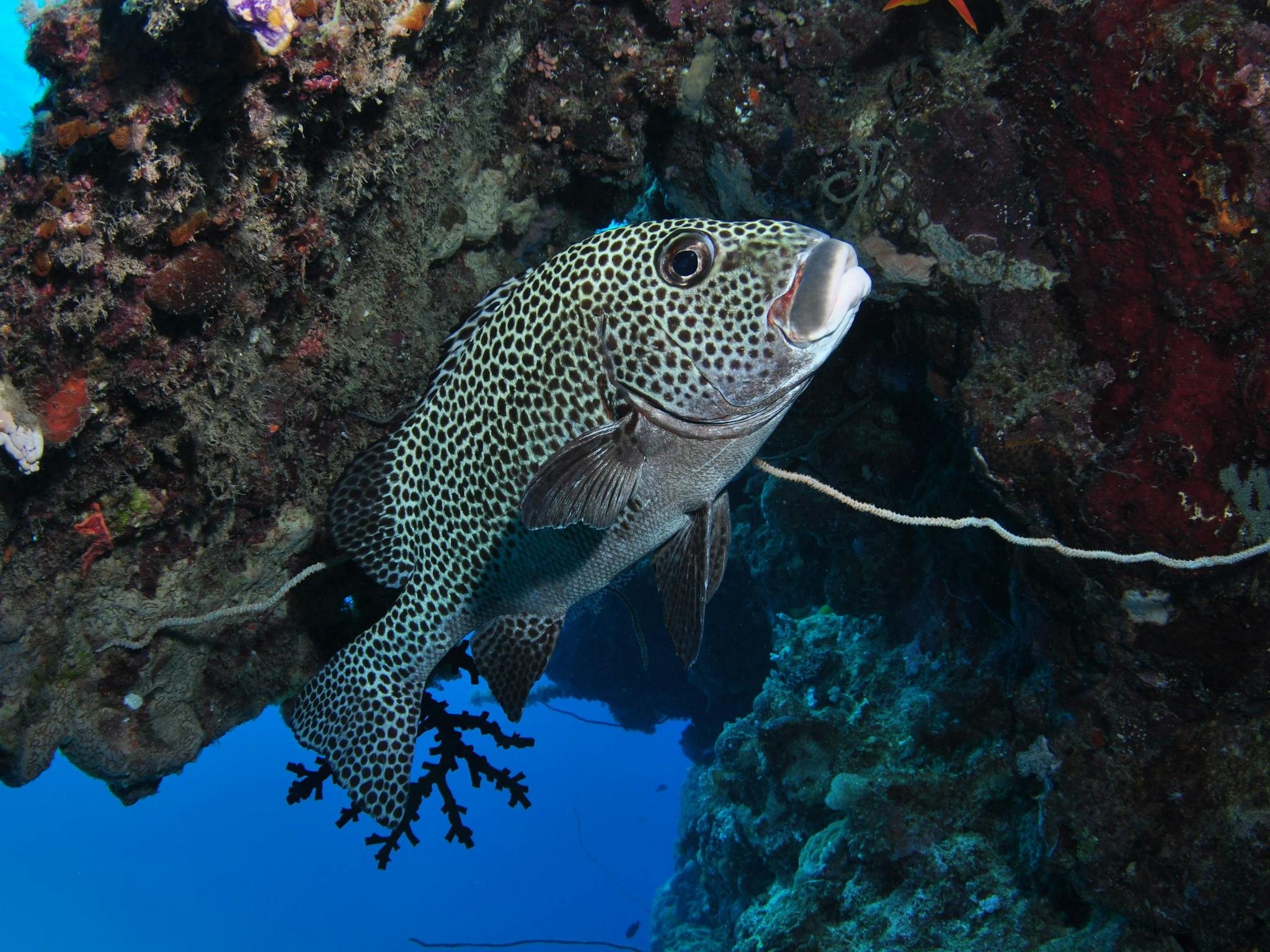 Barracuda Bommie