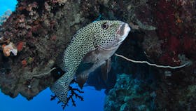Barracuda Bommie Dive Site