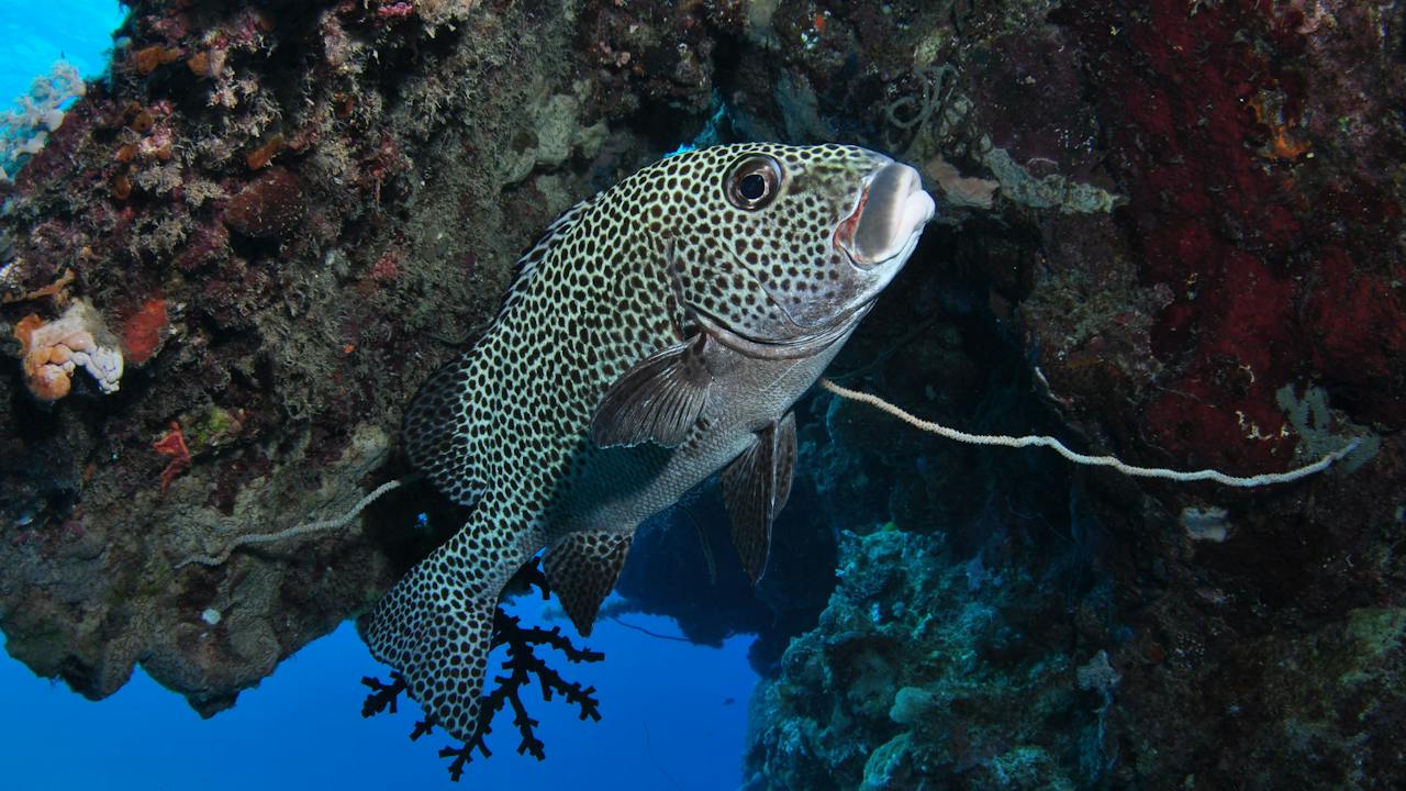 Barracuda Bommie