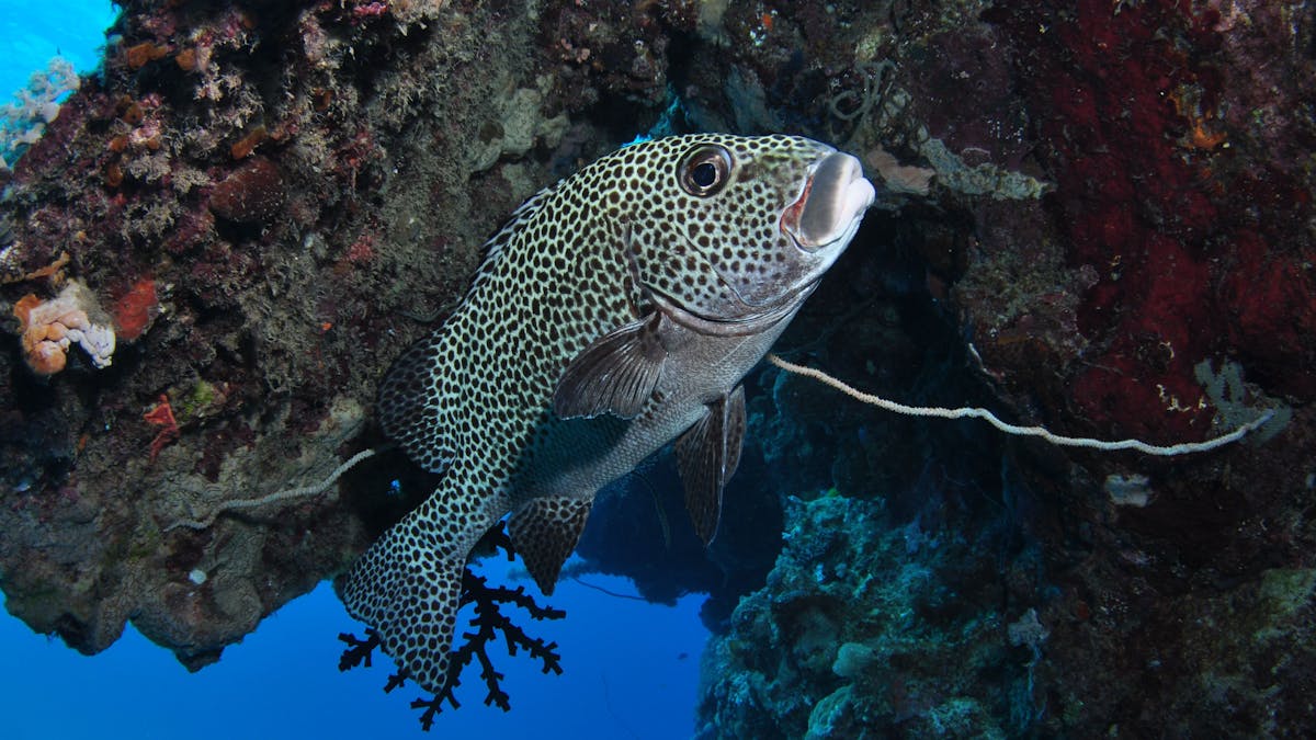 Barracuda Bommie