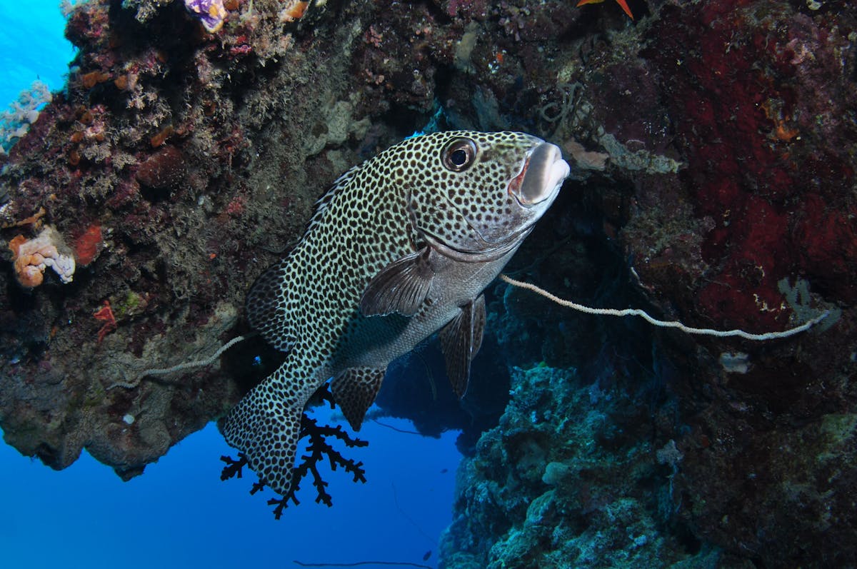 Barracuda Bommie