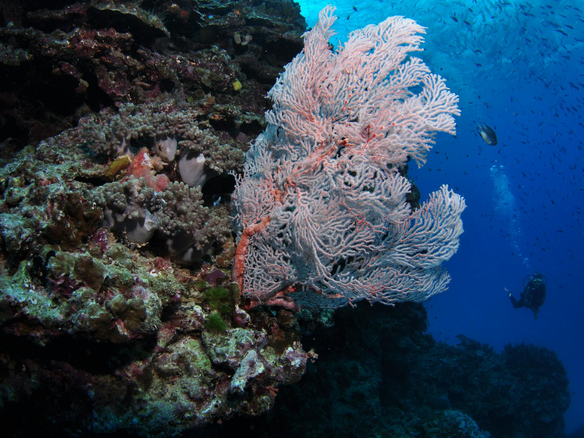 Barracuda Bommie Dive Site