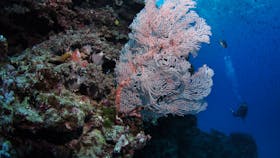Barracuda Bommie Dive Site