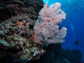 Barracuda Bommie Dive Site