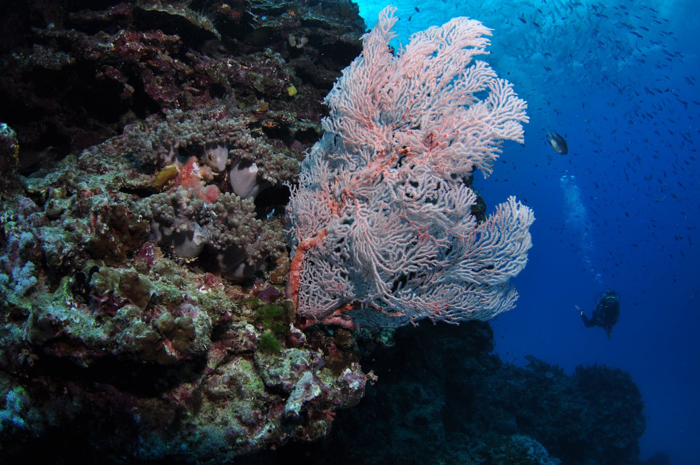 Barracuda Bommie Dive Site | Cairns & Great Barrier Reef