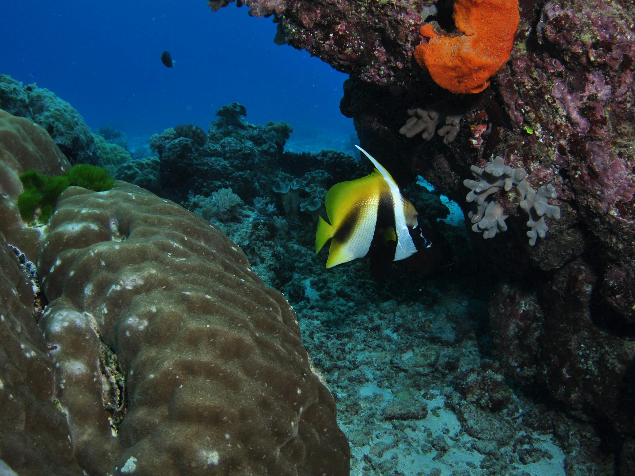 Barracuda Bommie