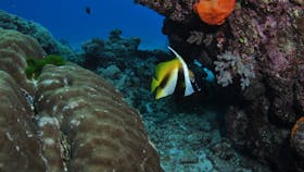 Barracuda Bommie Dive Site