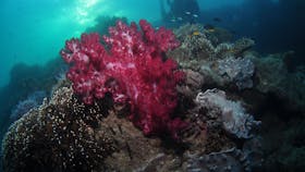 Luncheon Bay Dive Site