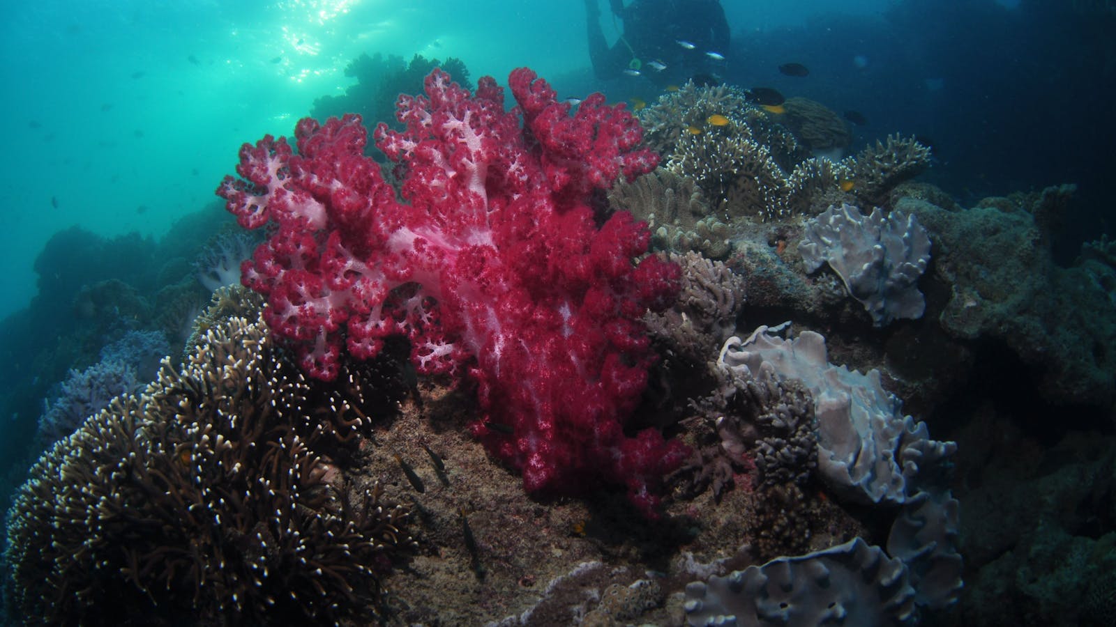 Luncheon Bay