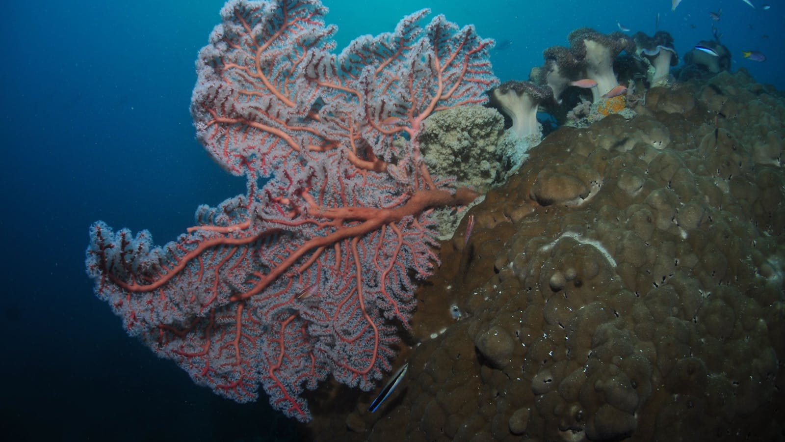Luncheon Bay Dive Site