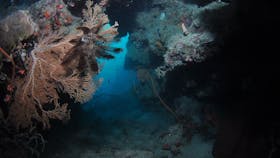 Luncheon Bay Dive Site