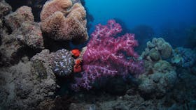 Luncheon Bay Dive Site