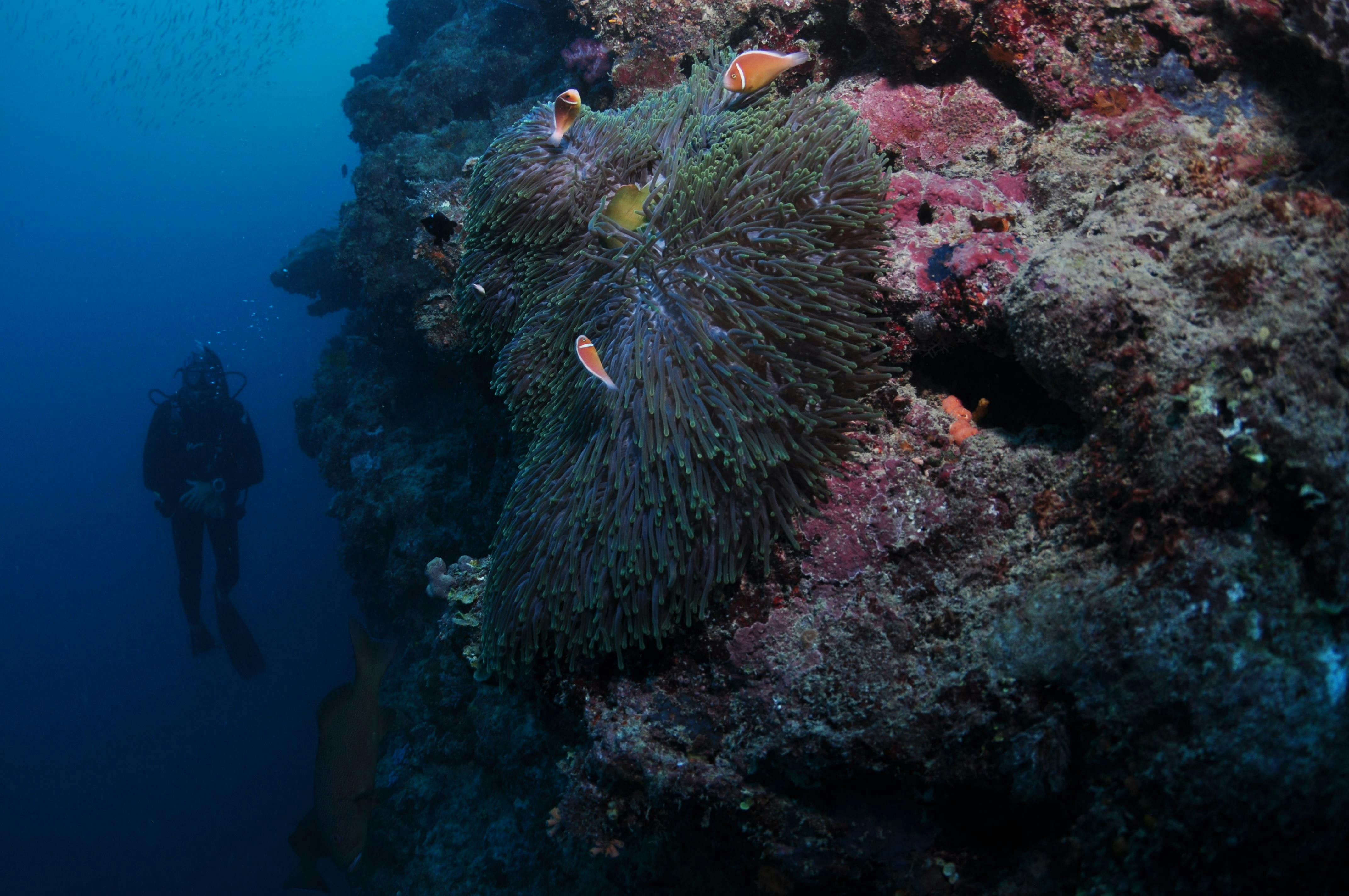 Manta Ray Drop Off Dive Site - Bait Reef