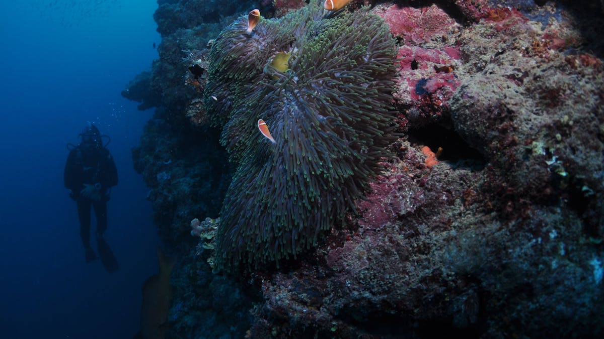 A diver next to a big coral reef wall with colorful fish life and coral