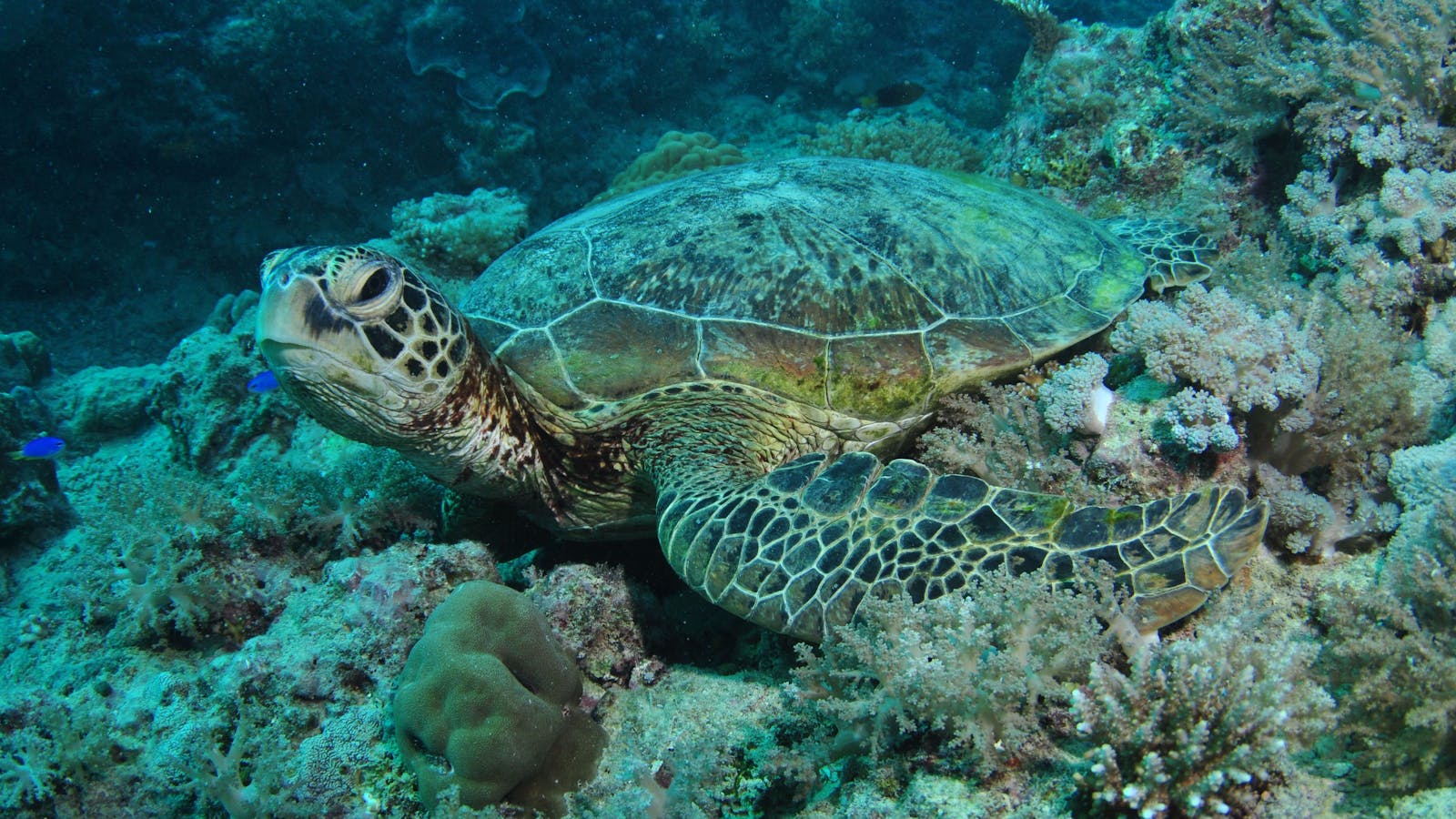 Manta Ray Drop Off Dive Site - Bait Reef