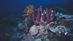 Great Detached Reef