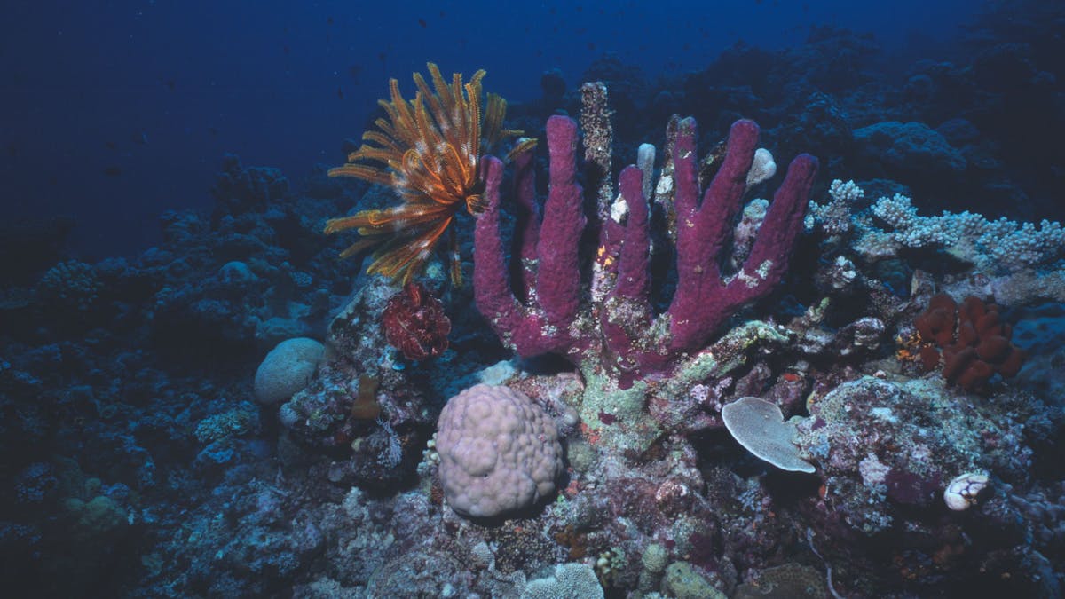 Great Detached Reef